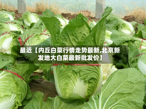最近【内丘白菜行情走势最新,北京新发地大白菜最新批发价】