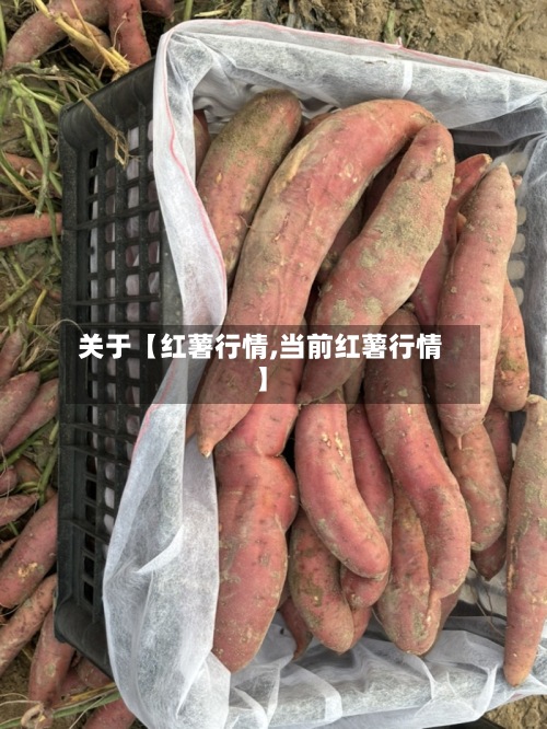关于【红薯行情,当前红薯行情】-第2张图片