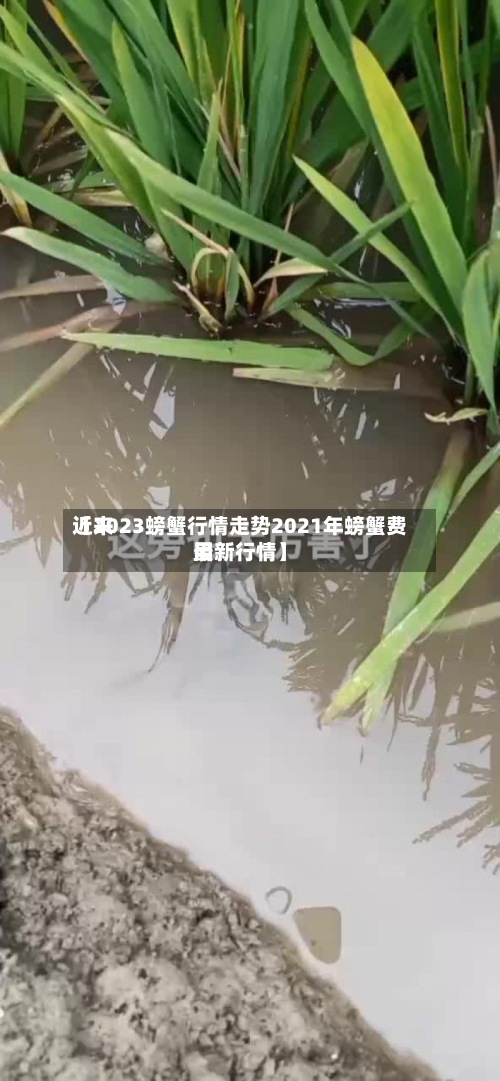 近来【2023螃蟹行情走势2021年螃蟹费用最新行情】-第3张图片