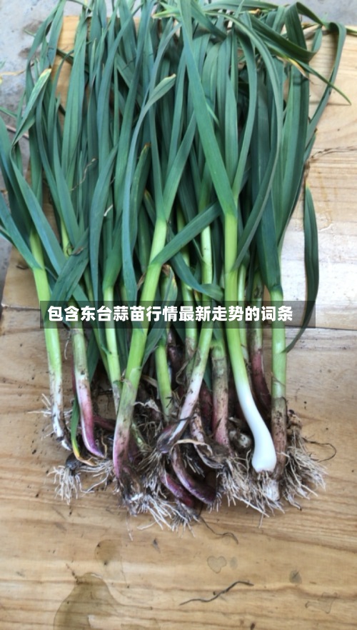 包含东台蒜苗行情最新走势的词条-第2张图片