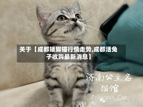 关于【成都矮脚猫行情走势,成都活兔子收购最新消息】