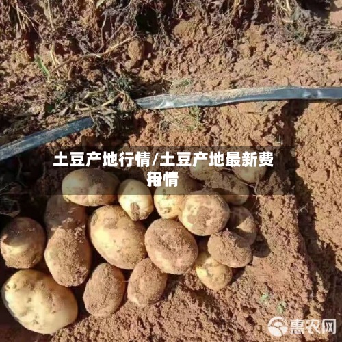 土豆产地行情/土豆产地最新费用行情-第2张图片