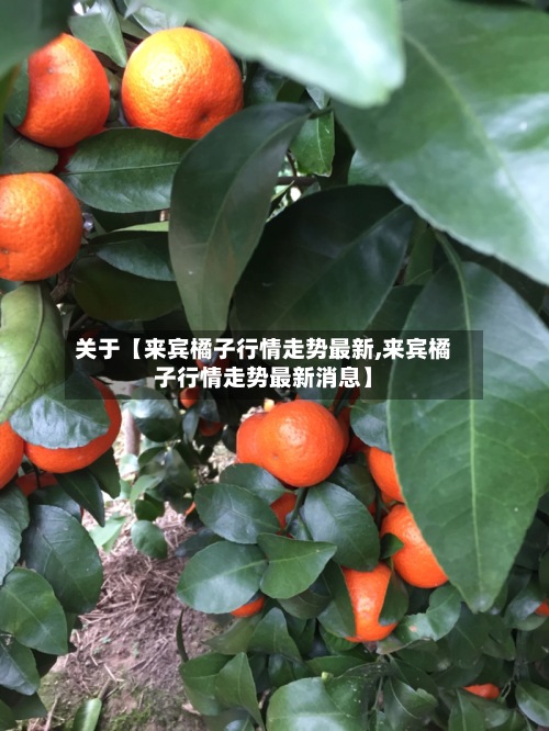 关于【来宾橘子行情走势最新,来宾橘子行情走势最新消息】-第2张图片