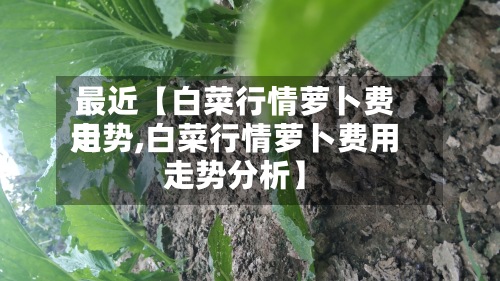 最近【白菜行情萝卜费用走势,白菜行情萝卜费用走势分析】-第2张图片
