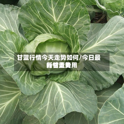 甘蓝行情今天走势如何/今日最新甘蓝费用
行情走势-第2张图片