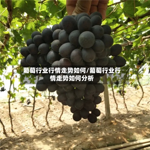 葡萄行业行情走势如何/葡萄行业行情走势如何分析-第2张图片