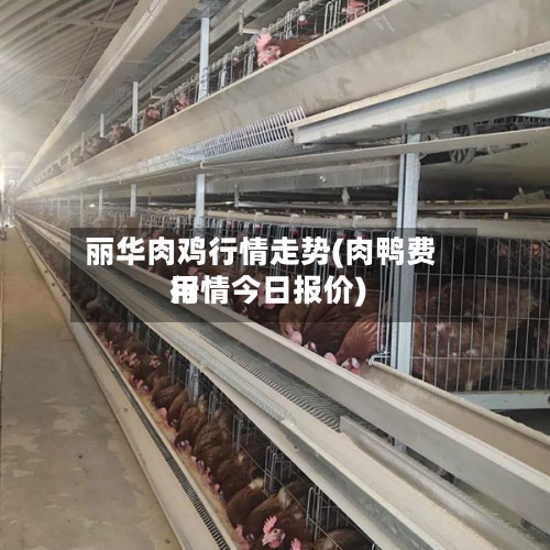 丽华肉鸡行情走势(肉鸭费用行情今日报价)