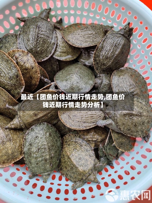 最近【团鱼价钱近期行情走势,团鱼价钱近期行情走势分析】-第2张图片