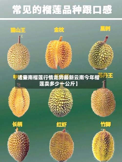 近来【云南榴莲行情走势最新云南今年榴莲卖多少一公斤】-第2张图片