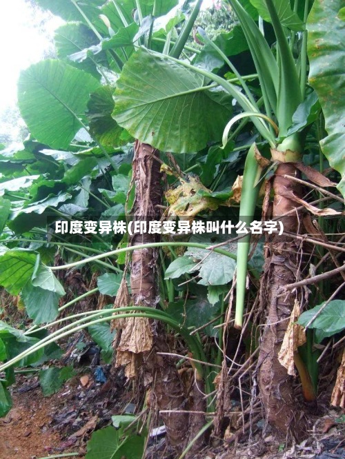 印度变异株(印度变异株叫什么名字)