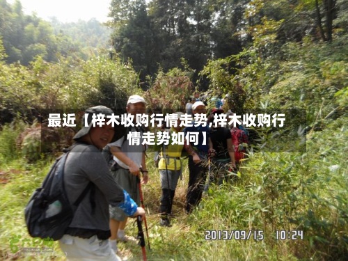 最近【梓木收购行情走势,梓木收购行情走势如何】
