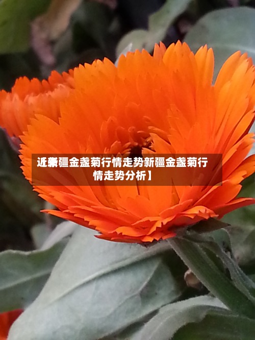 近来【新疆金盏菊行情走势新疆金盏菊行情走势分析】
