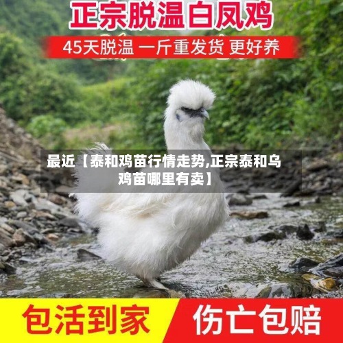 最近【泰和鸡苗行情走势,正宗泰和乌鸡苗哪里有卖】