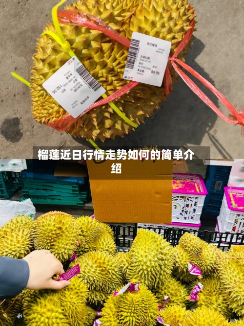 榴莲近日行情走势如何的简单介绍