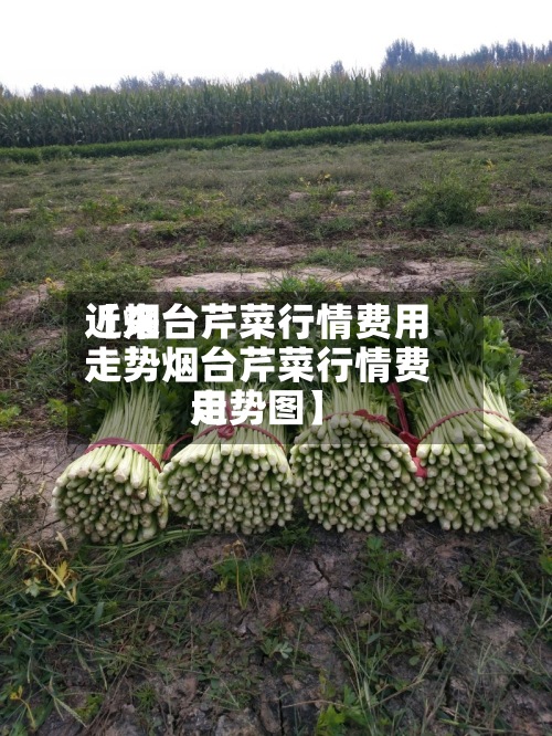 近来【烟台芹菜行情费用走势烟台芹菜行情费用走势图】-第2张图片