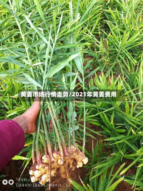 黄姜市场行情走势/2021年黄姜费用