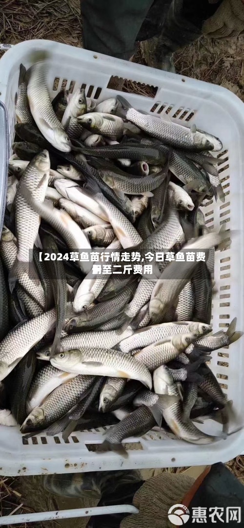 【2024草鱼苗行情走势,今日草鱼苗费用
一至二斤费用
】