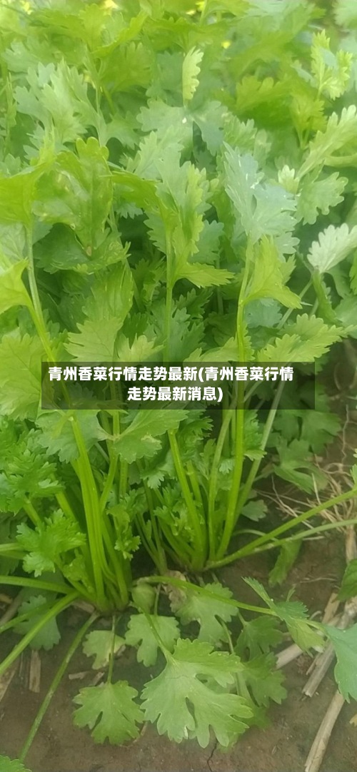 青州香菜行情走势最新(青州香菜行情走势最新消息)-第2张图片