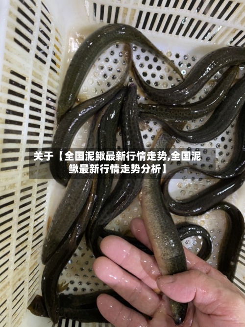 关于【全国泥鳅最新行情走势,全国泥鳅最新行情走势分析】-第3张图片
