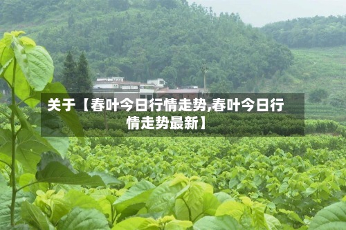 关于【春叶今日行情走势,春叶今日行情走势最新】-第3张图片