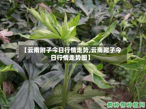 【云南附子今日行情走势,云南附子今日行情走势图】