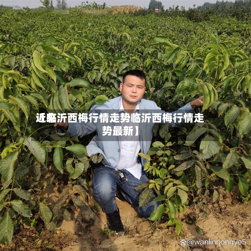 近来
【临沂西梅行情走势临沂西梅行情走势最新】-第2张图片
