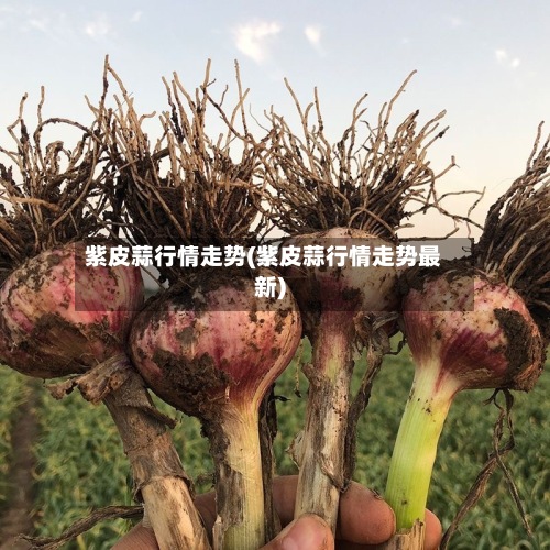 紫皮蒜行情走势(紫皮蒜行情走势最新)-第3张图片