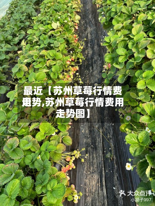 最近【苏州草莓行情费用走势,苏州草莓行情费用走势图】-第3张图片