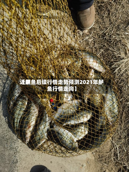 近来【鲈鱼后续行情走势预测2021年鲈鱼行情走向】-第3张图片