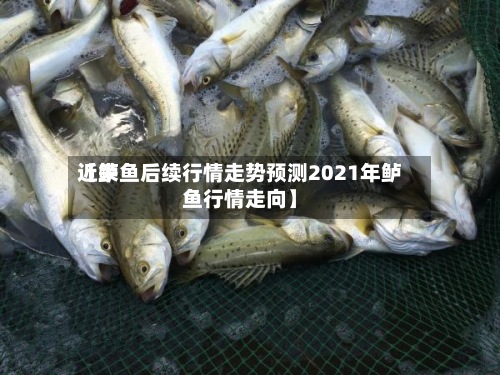 近来
【鲈鱼后续行情走势预测2021年鲈鱼行情走向】