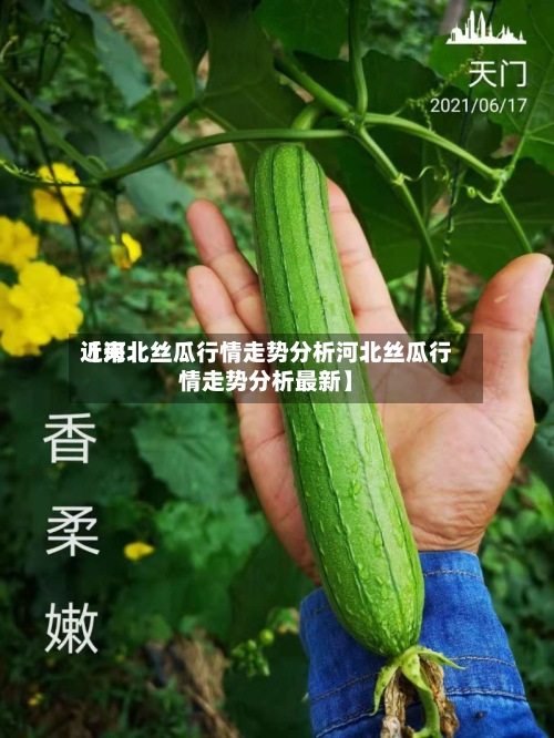 近来【河北丝瓜行情走势分析河北丝瓜行情走势分析最新】-第2张图片