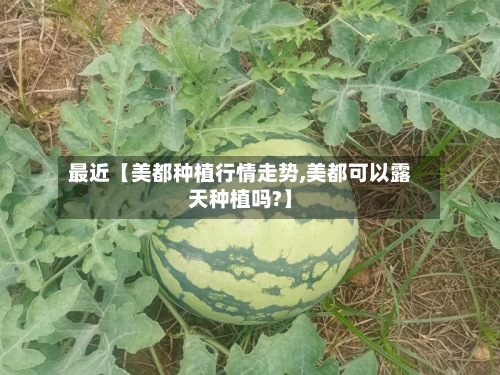 最近【美都种植行情走势,美都可以露天种植吗?】
