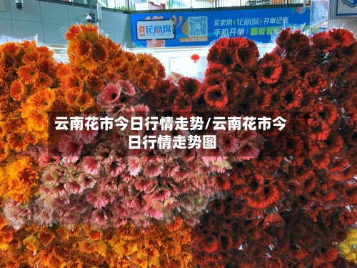 云南花市今日行情走势/云南花市今日行情走势图