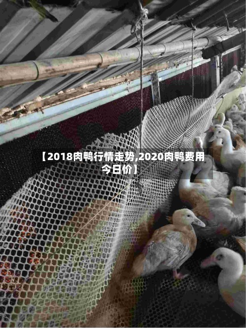 【2018肉鸭行情走势,2020肉鸭费用 今日价】
