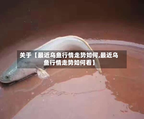 关于【最近乌鱼行情走势如何,最近乌鱼行情走势如何看】