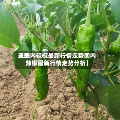 近来【国内辣椒最新行情走势国内辣椒最新行情走势分析】-第2张图片