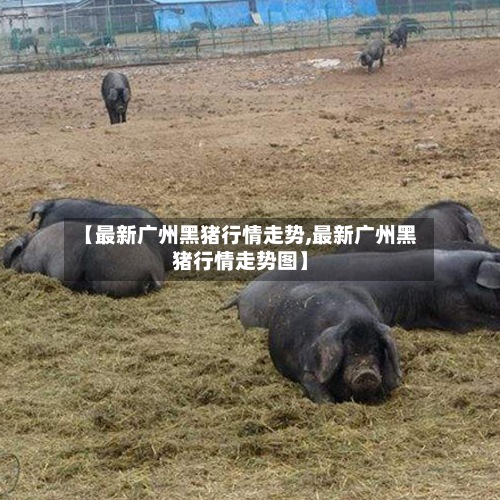 【最新广州黑猪行情走势,最新广州黑猪行情走势图】-第3张图片