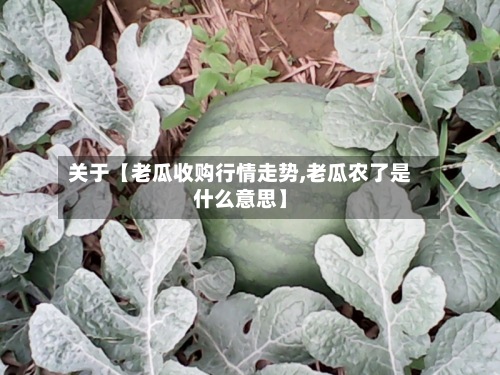 关于【老瓜收购行情走势,老瓜农了是什么意思】-第2张图片