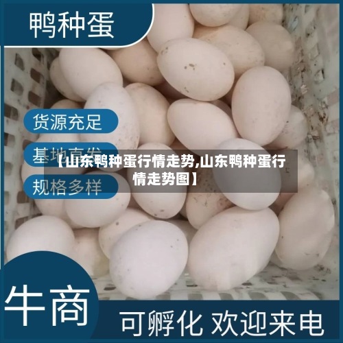 【山东鸭种蛋行情走势,山东鸭种蛋行情走势图】-第2张图片