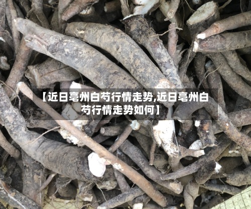 【近日亳州白芍行情走势,近日亳州白芍行情走势如何】