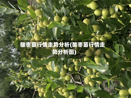 酸枣苗行情走势分析(酸枣苗行情走势分析图)-第3张图片