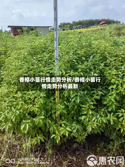 香樟小苗行情走势分析/香樟小苗行情走势分析最新