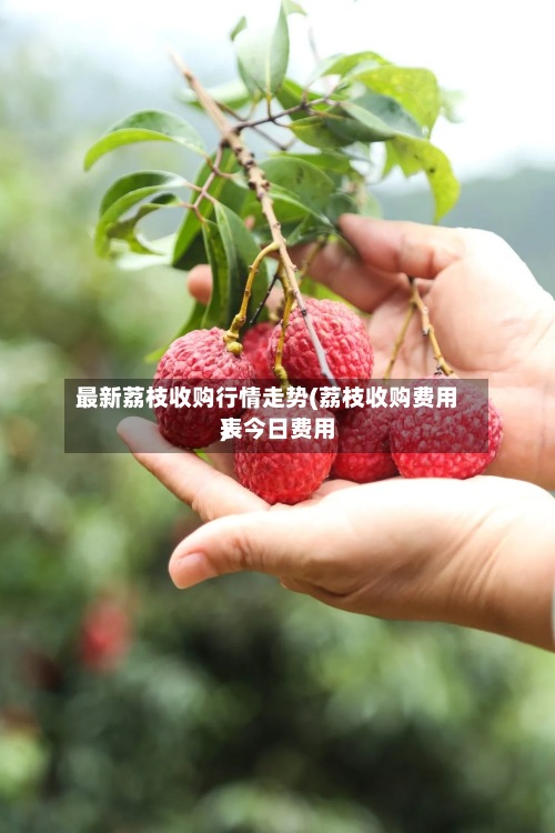 最新荔枝收购行情走势(荔枝收购费用表今日费用)