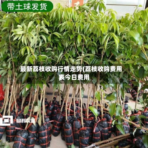 最新荔枝收购行情走势(荔枝收购费用
表今日费用
)-第2张图片