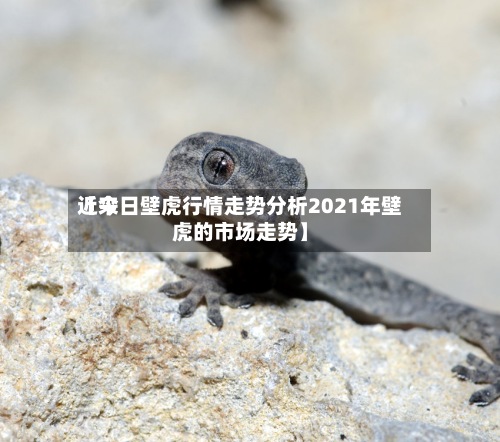 近来【今日壁虎行情走势分析2021年壁虎的市场走势】-第2张图片