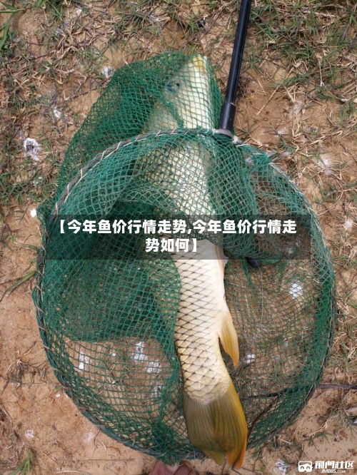 【今年鱼价行情走势,今年鱼价行情走势如何】