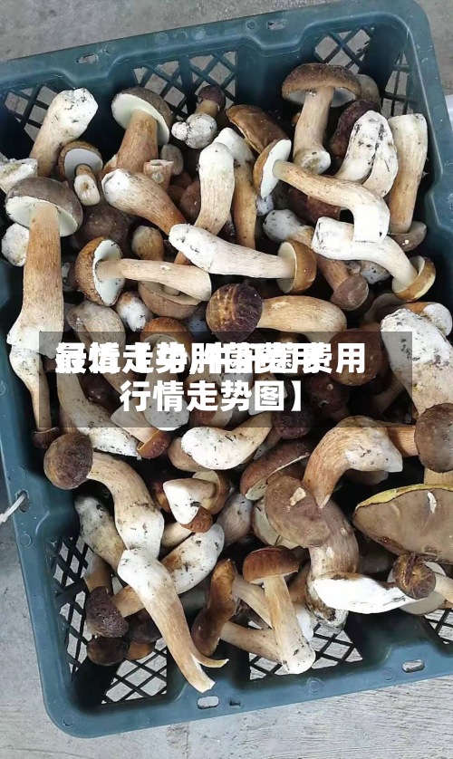 最近【牛肝菌费用
行情走势,牛肝菌费用
行情走势图】-第2张图片