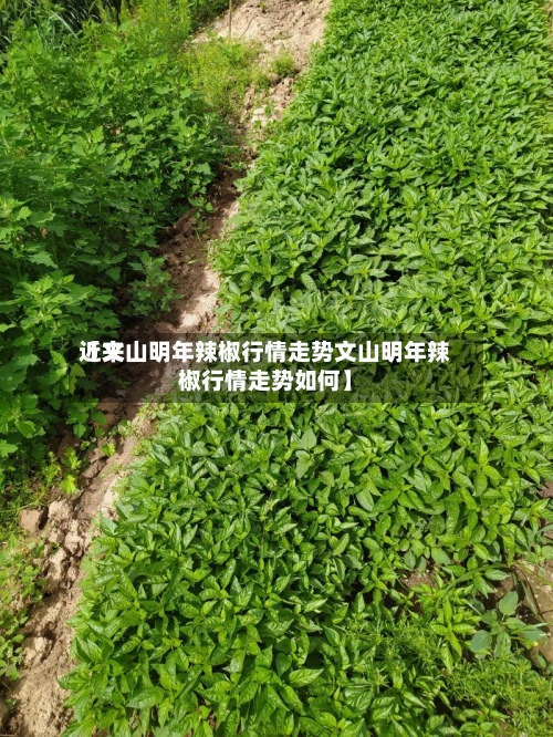 近来【文山明年辣椒行情走势文山明年辣椒行情走势如何】-第2张图片