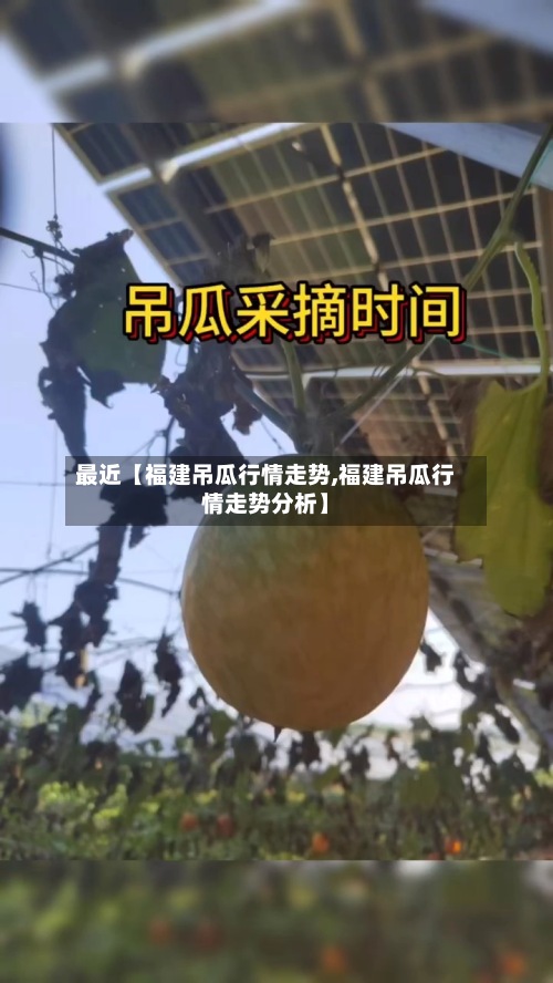最近【福建吊瓜行情走势,福建吊瓜行情走势分析】-第2张图片