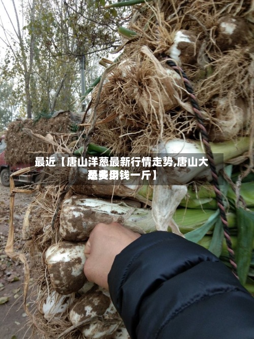 最近【唐山洋葱最新行情走势,唐山大葱费用是多少钱一斤】